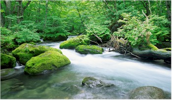 nature photo